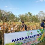 Antusias Warga Desa Baratwetan Panen Raya Jagung, Wujud Program Ketahanan Pangan